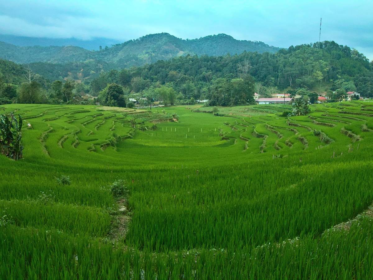 Rice terraces below the Quan Ba pass